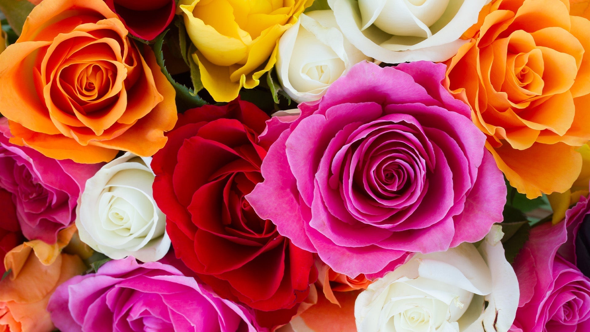 The Meaning Behind the Different Colours of Roses: A Guide to Sending the Perfect Bouquet