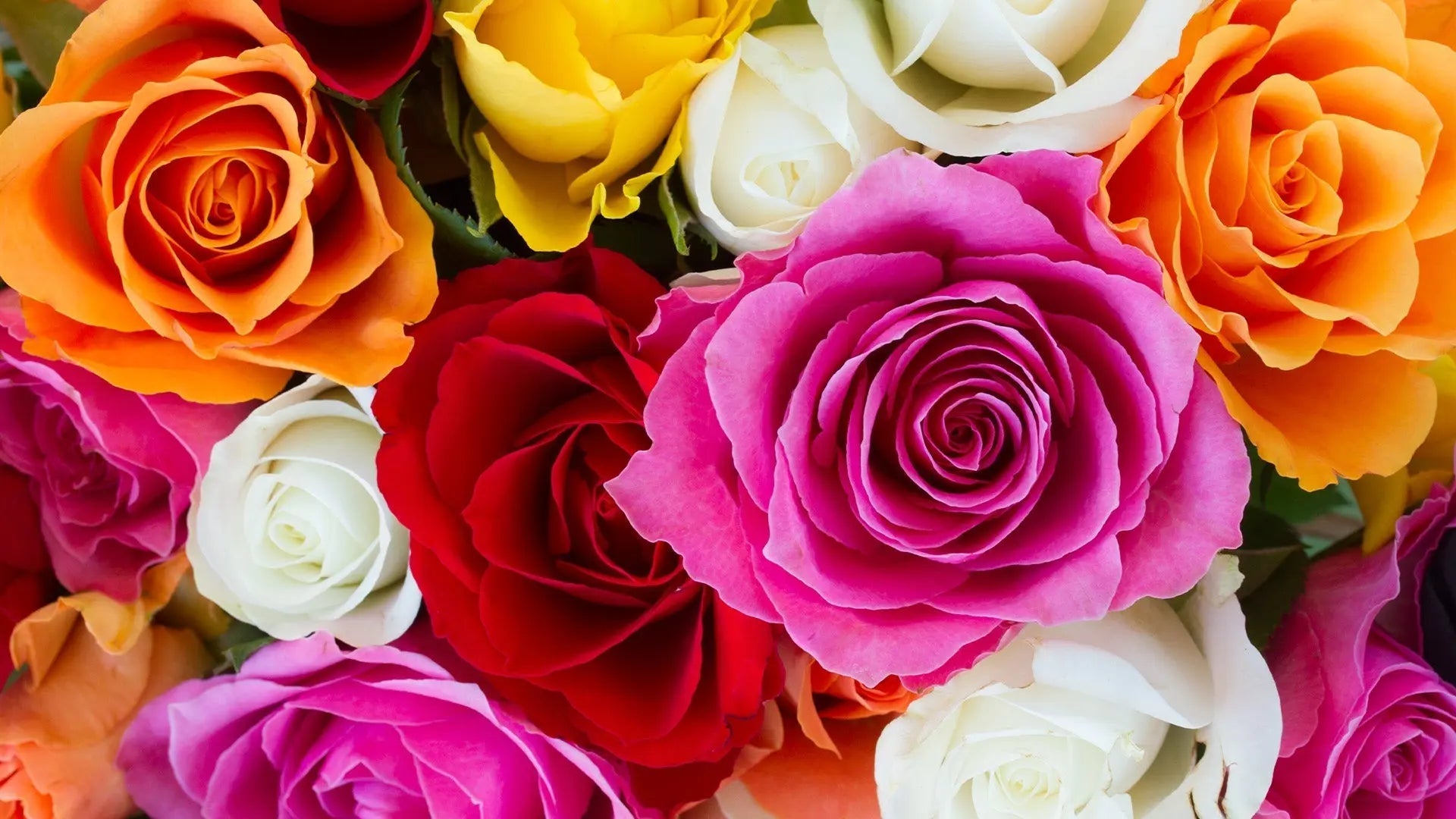 The-Meaning-Behind-the-Different-Colours-of-Roses-A-Guide-to-Sending-the-Perfect-Bouquet Send Blooms