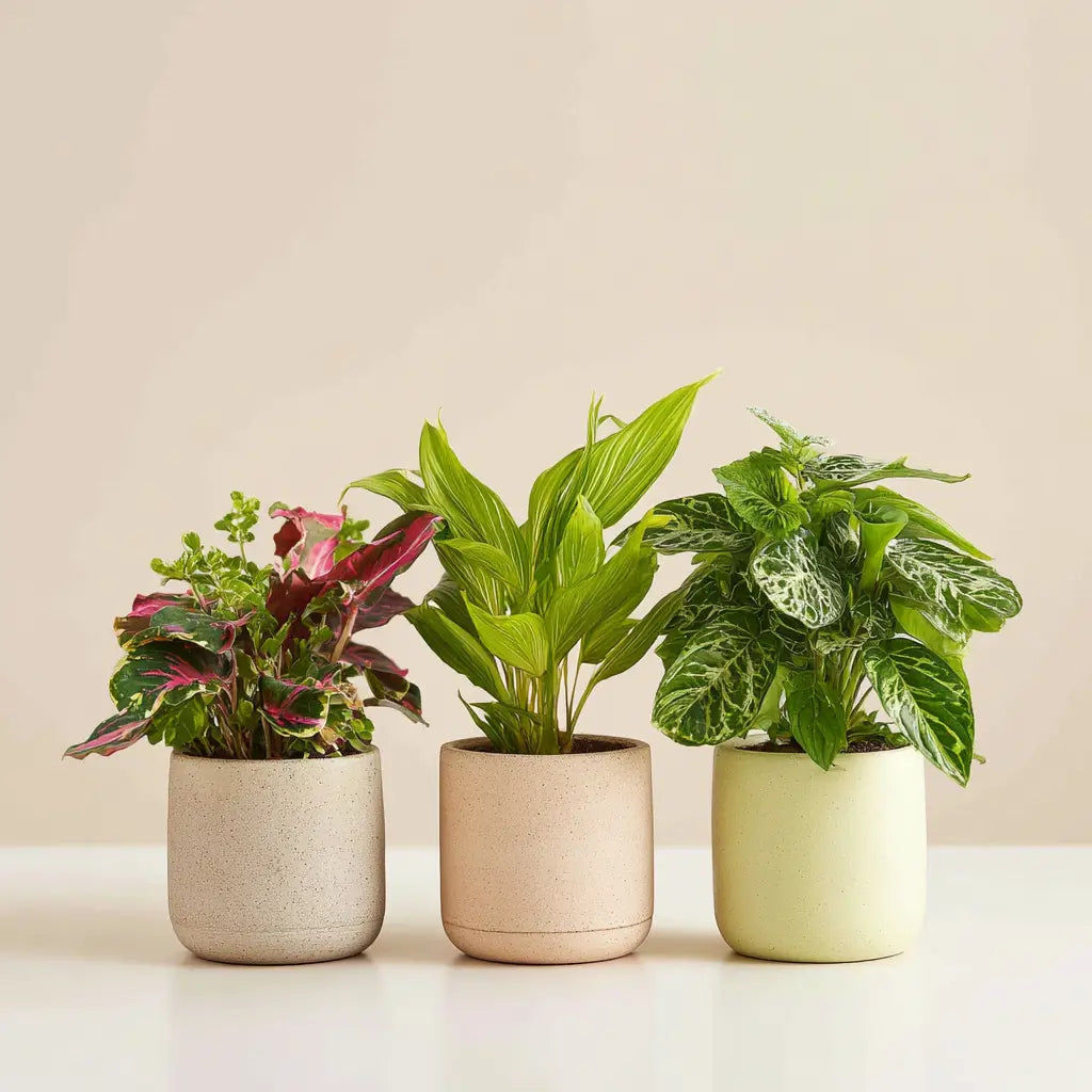 Variety Pack of Exotic Tropical Houseplants Send Blooms