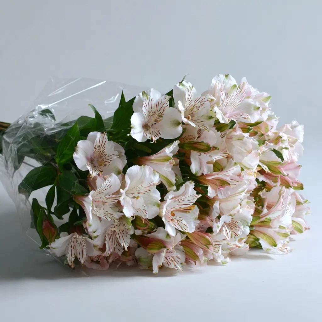 Easter Alstroemeria Bouquet - 50 Bloom Collection | Card & Truffles Send Blooms