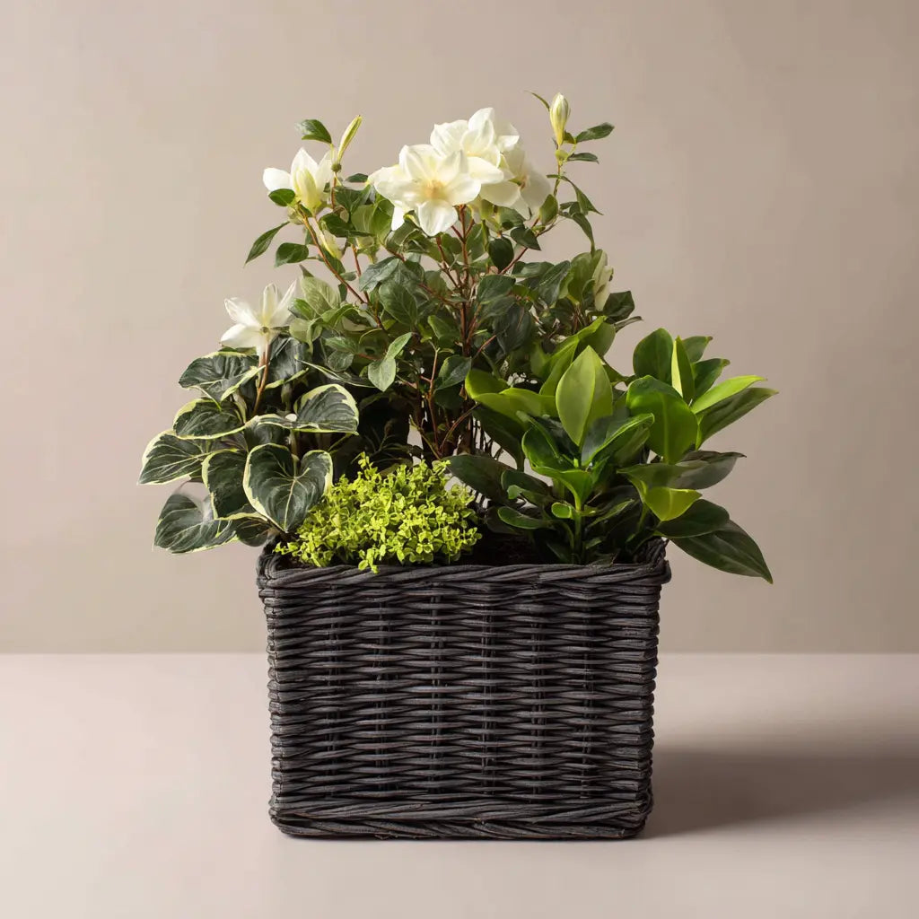 Elegant White Flowering Basket Planter Send Blooms