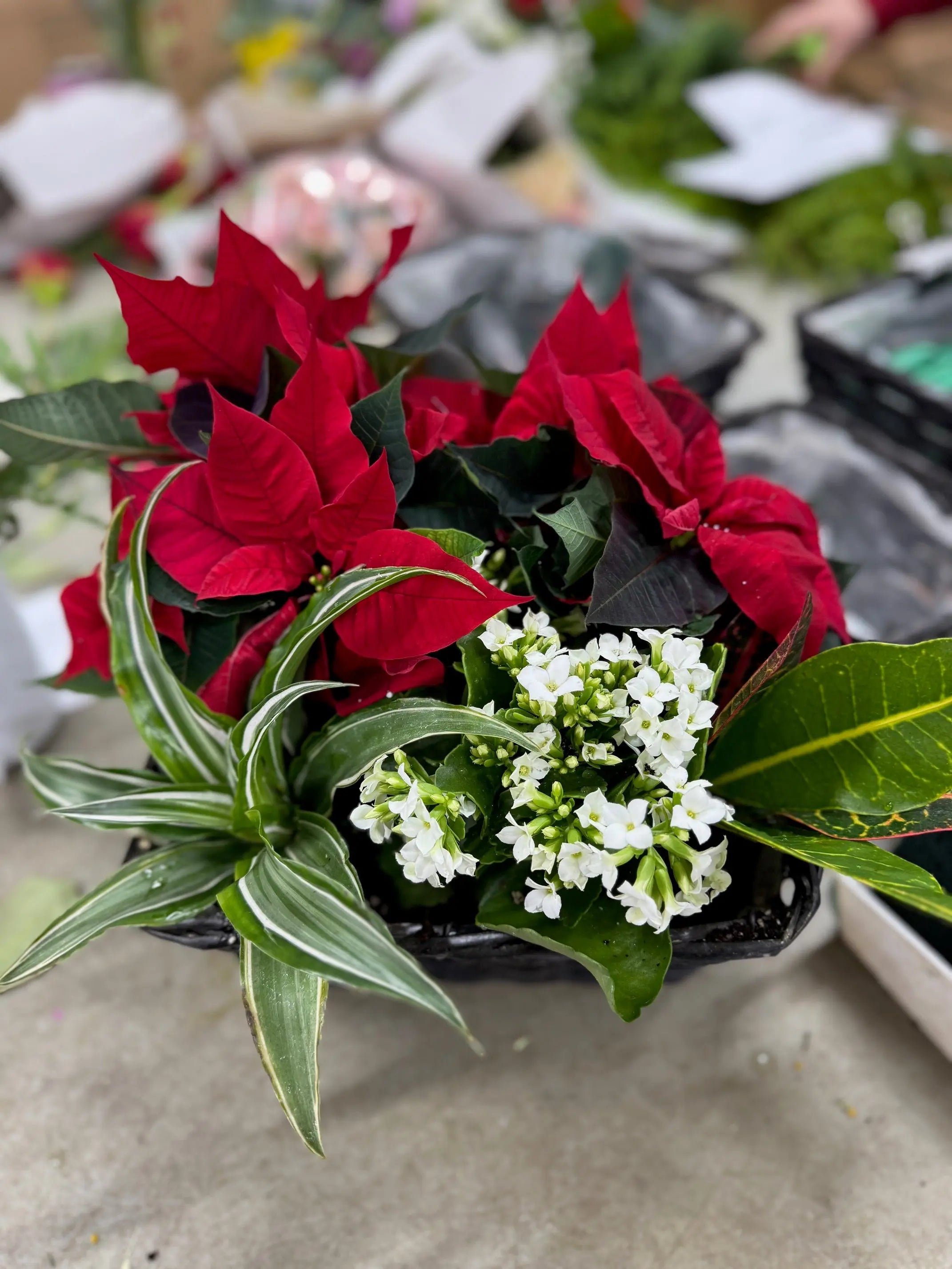 Christmas Poinsettia Floral Arrangement Send Blooms