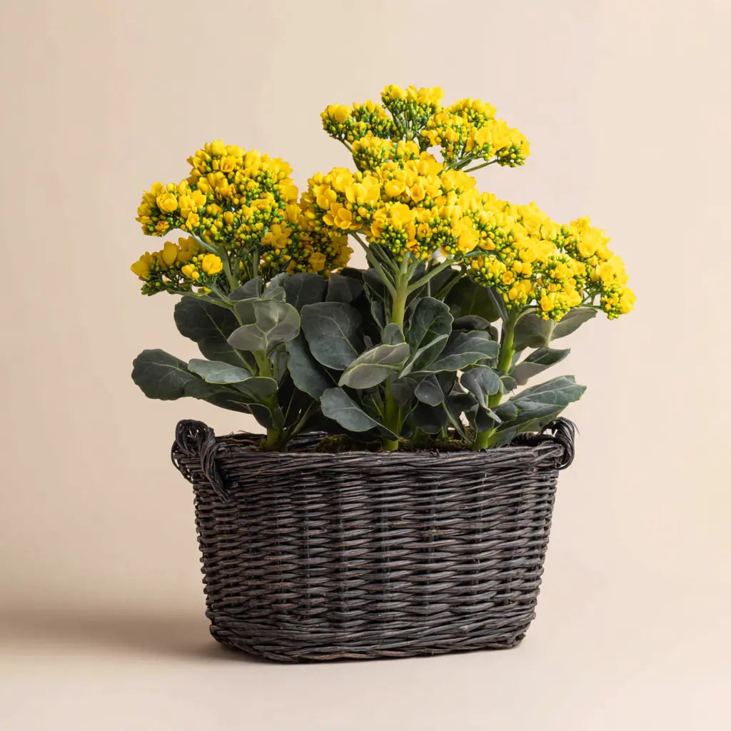 Kalanchoe Trio Basket Send Blooms