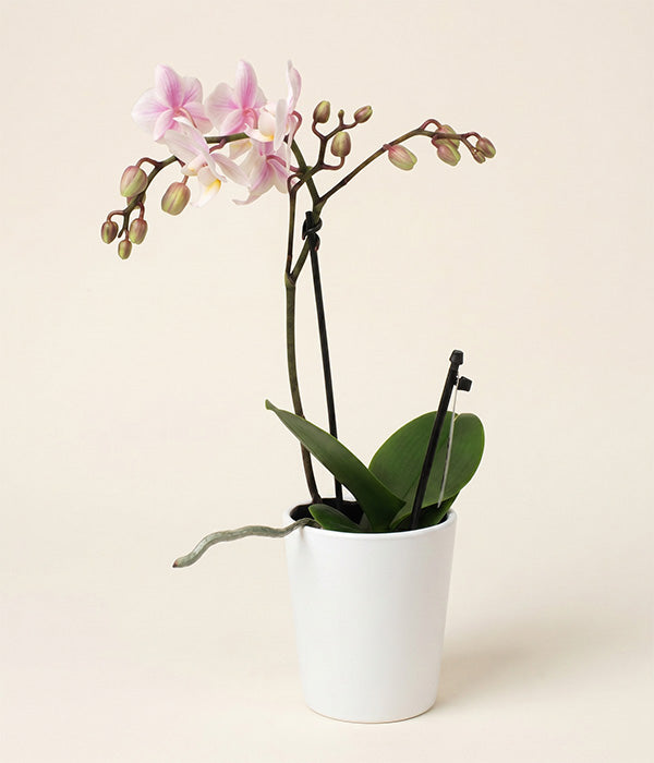 Phalaenopsis Potted Orchid Send Blooms
