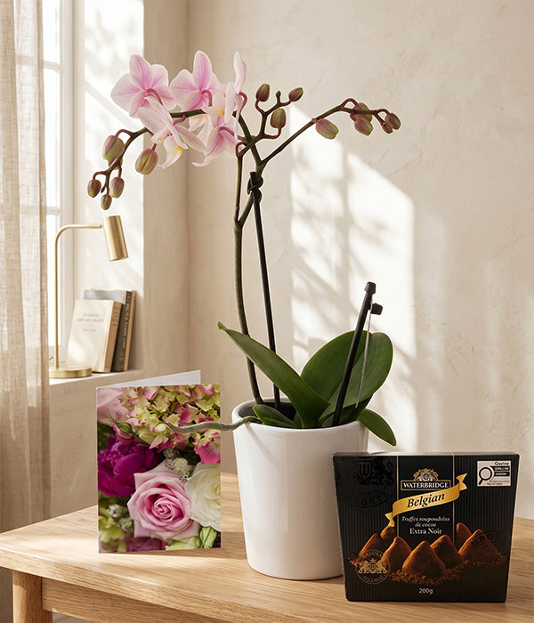 Phalaenopsis Potted Orchid with Card & Truffles Send Blooms