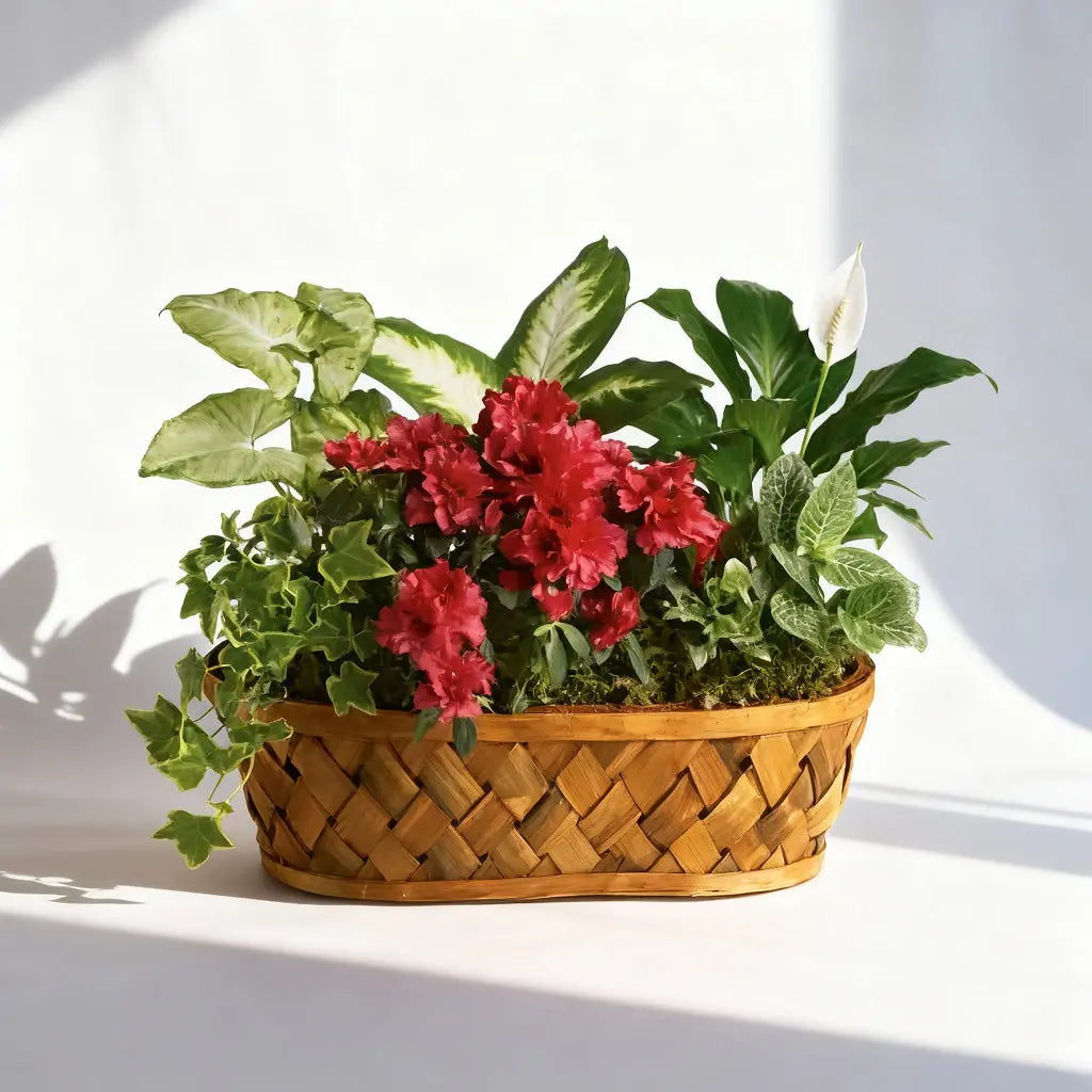Touch of Colour Planter Basket Send Blooms
