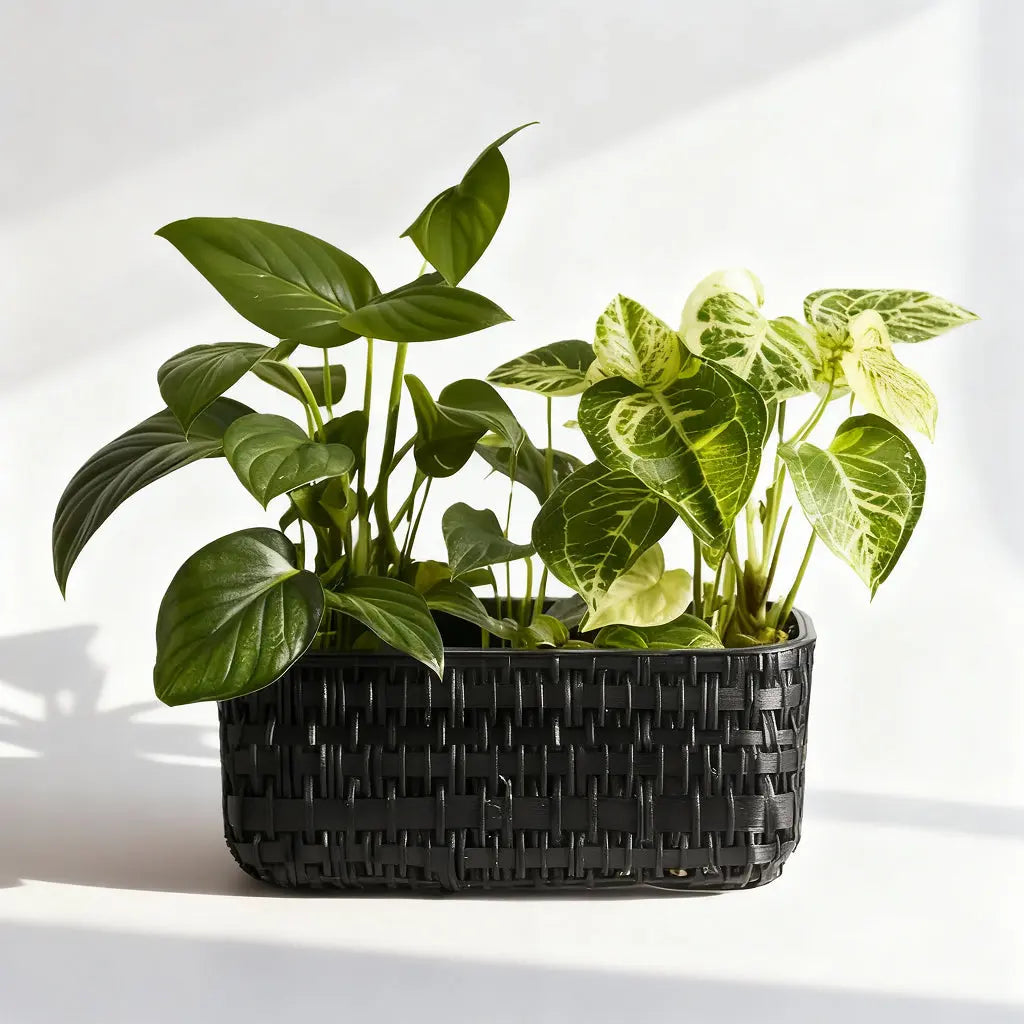 Tropical Plants Duo Send Blooms
