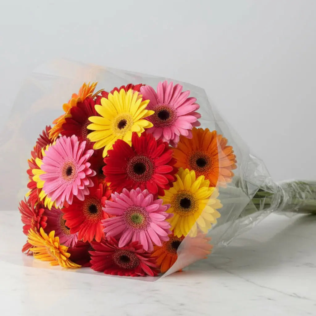 Vibrant Rainbow Gerbera Daisy Flower Bouquet for All Occasions Send Blooms
