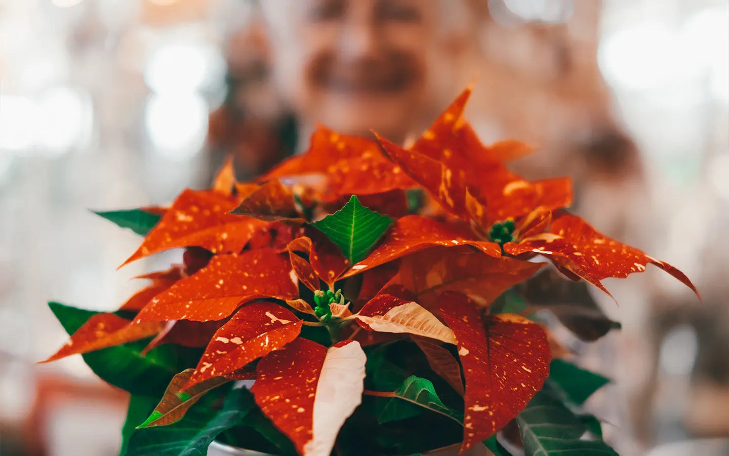 Christmas Poinsettias in Canada for Delivery