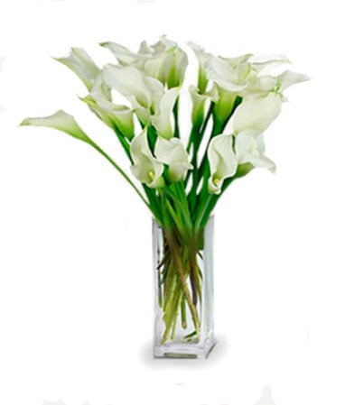 20 White Calla Lilies