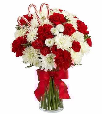 24 Candy Cane Carnations Bouquet for Christmas Delivery