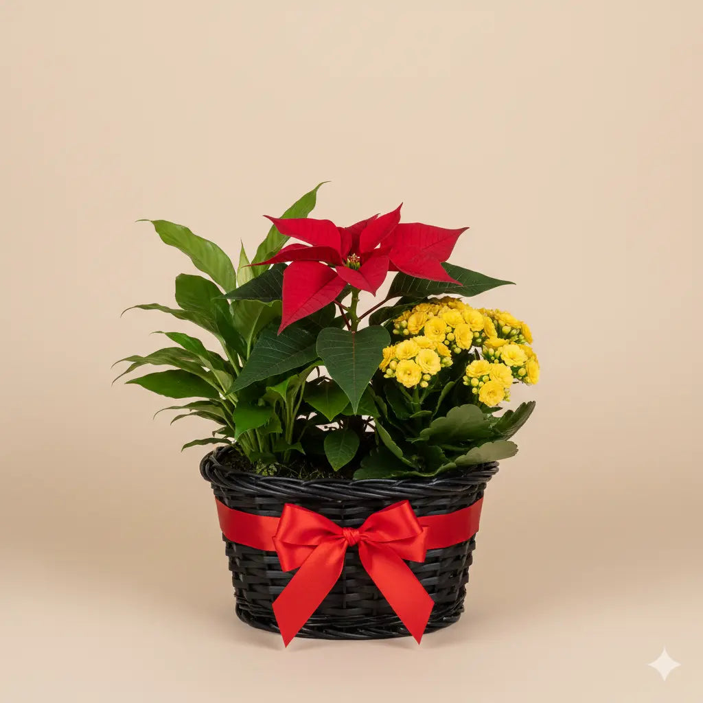 Christmas Poinsettia Floral Arrangement Send Blooms