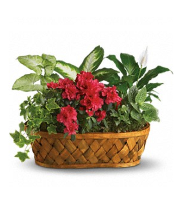 Touch of Colour Planter Basket