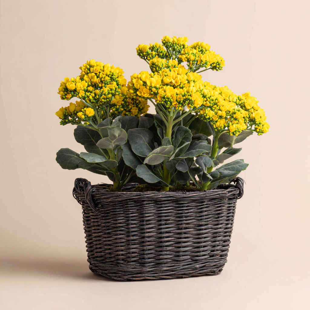 Kalanchoe Trio Basket