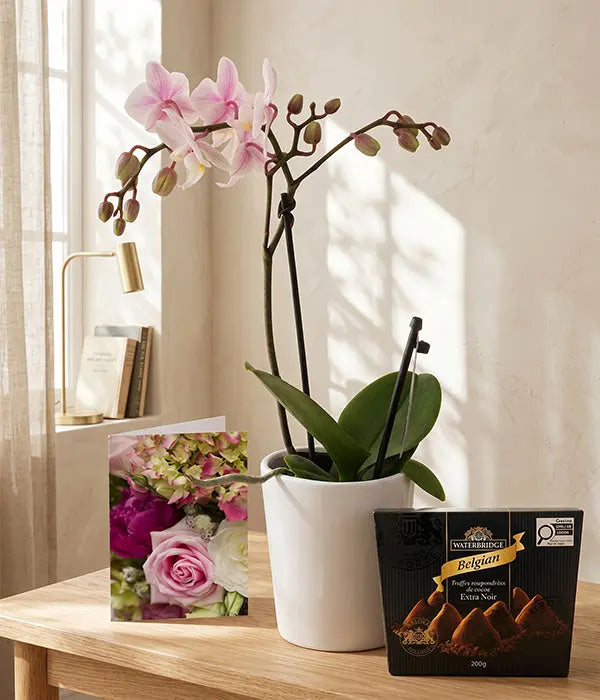 Phalaenopsis Potted Orchid with Card & Truffles Send Blooms