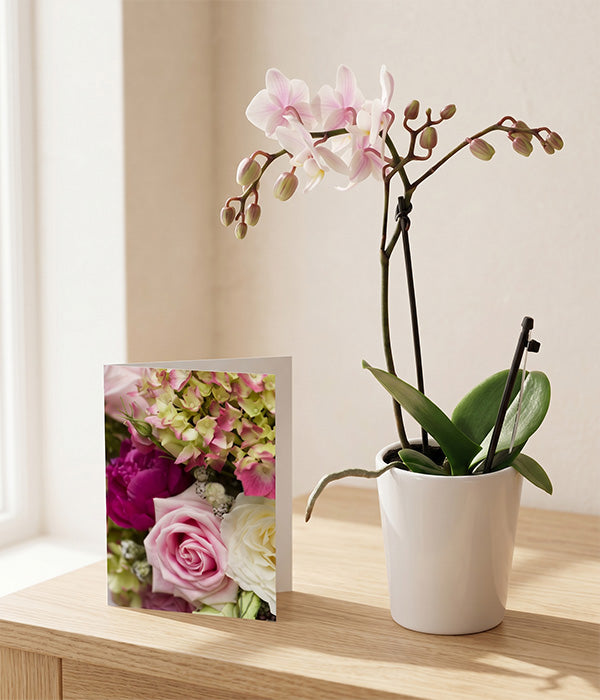 Phalaenopsis Potted Orchid with Card Send Blooms