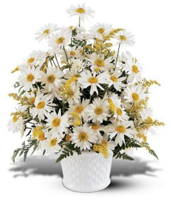 Delicate Daisies Arrangement