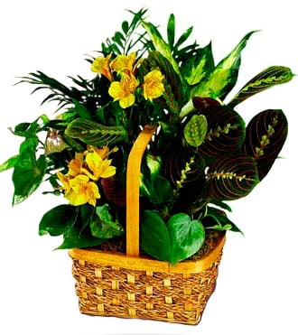 Yellow Flower Basket Planter