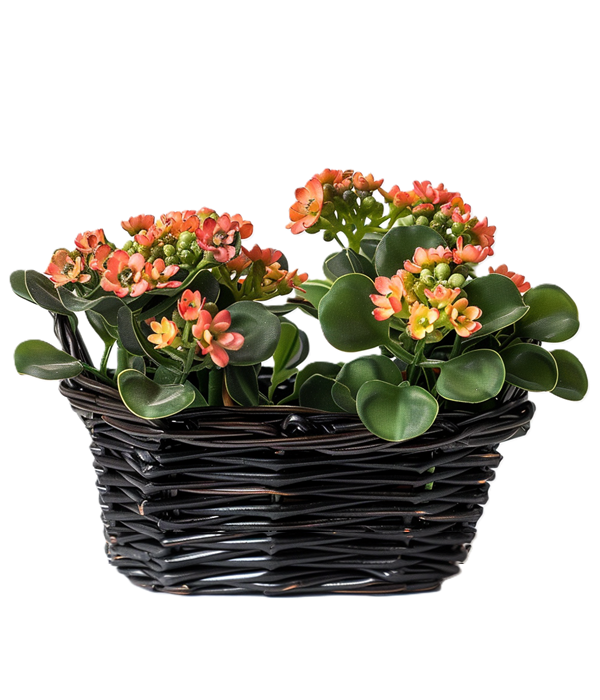 Kalanchoe Plant Duo