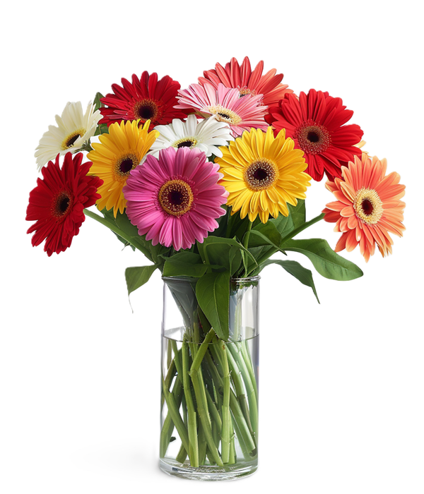 Vibrant Rainbow Gerbera Daisy Flower Bouquet Delivery