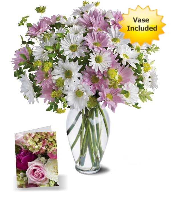Chrysanthemum Love Collection 2