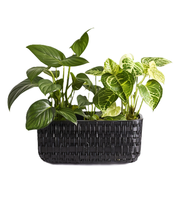 Tropical Plants Duo
